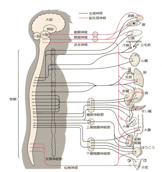 内臓調整