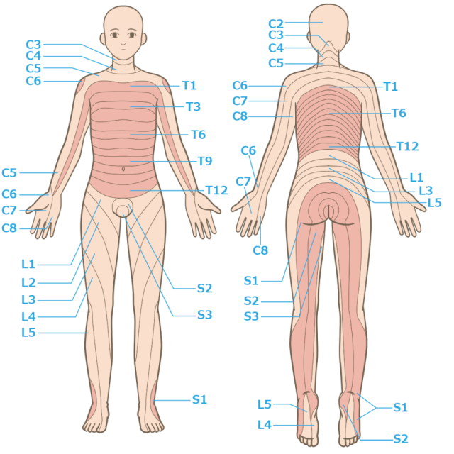デルマトーム（神経支配）